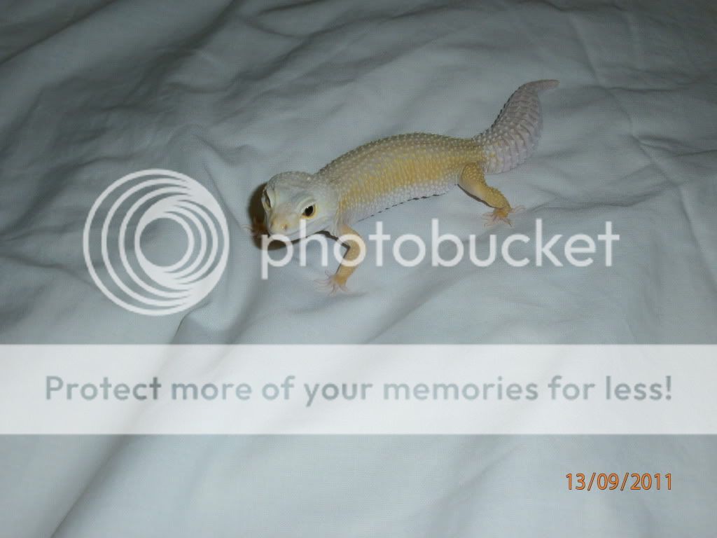 Show off your Leos Reptile Forums